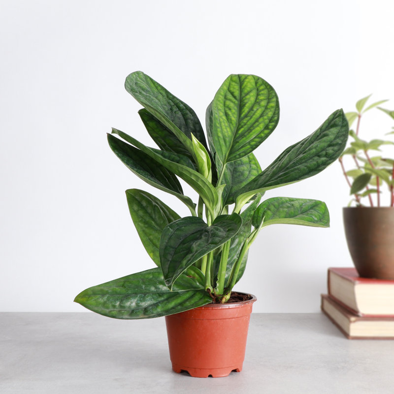 Live Monstera Peru Plant