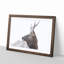 Young Elk - Picture Frame Painting Print-56739599-56739601