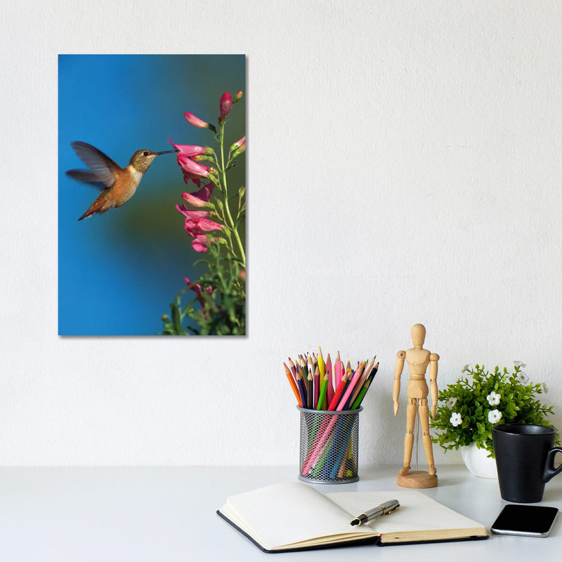 Rufous Hummingbird Feeding On Flowers, New Mexico by Tim Fitzharris - Wrapped Canvas Gallery-Wrapped Canvas Giclée