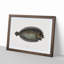 Sole Fish by Mark Catesby - Picture Frame Painting Print-55725709-55725712