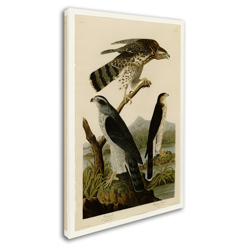 «Stanley Hawkplate 141» par John Audubon, reproduction sur toile tendue, H 19 po x l 12 po