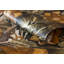 Matamoros Palau Floral Fish And Bird Inspired 8.5 m x 70cm Wallpaper Roll-1630319444