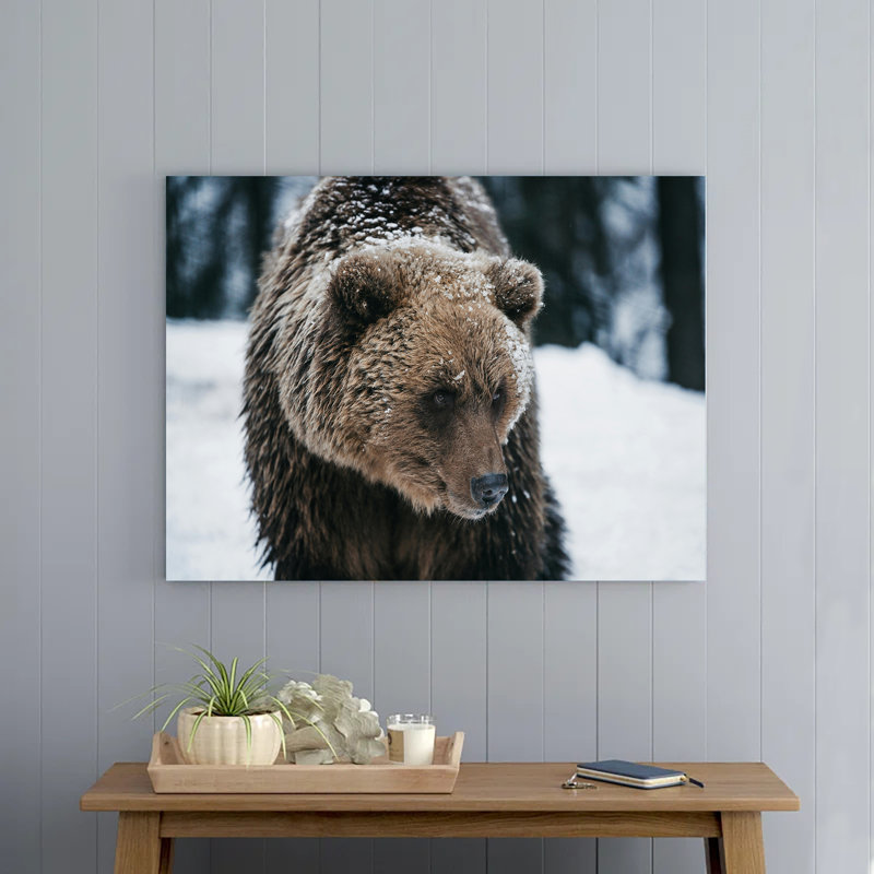 Grizzly Bear on Snow, 12" H x 18" W