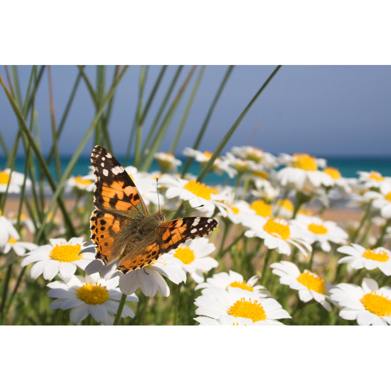 Butterfly Paradise by Fred-D - Wrapped Canvas Print, 30cm H x 46cm W