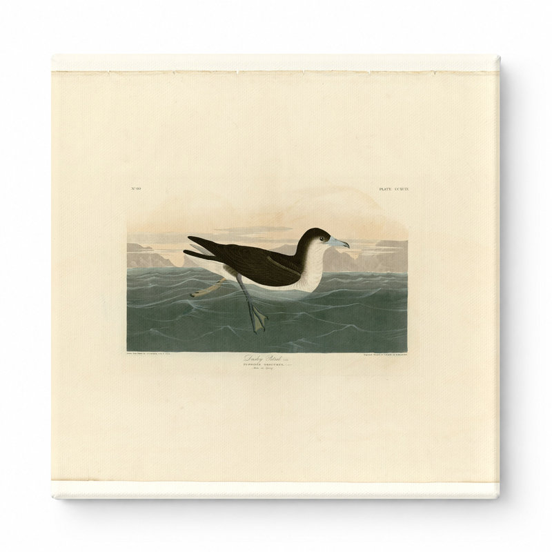 Pétrel sombre (planche 299) - art mural carré sur toile, 12" W x 12" H