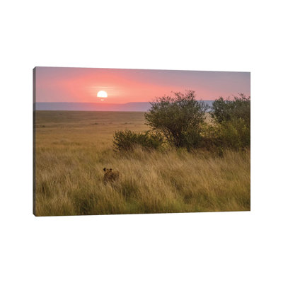 Africa, Kenya, Maasai Mara National Reserve. Lioness In Grass At Sunset. by Jaynes Gallery - Wrapped Canvas Painting