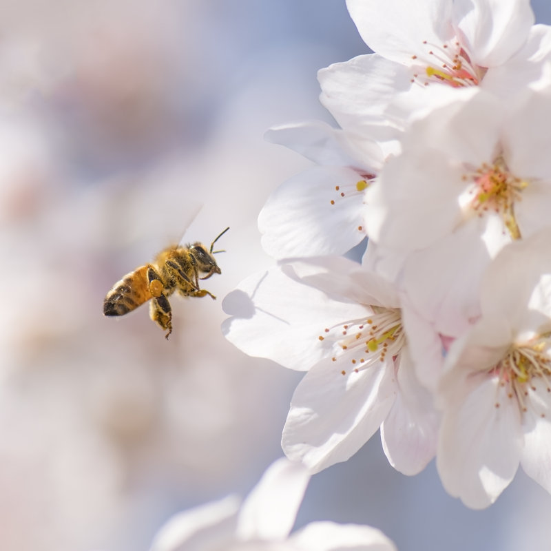 Honey Bee Flying - Wrapped Canvas Print, 30cm H x 30cm W x 3.8cm D