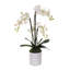 Real Touch Phalaenopsis Orchids in White Cylinder Pot