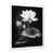 White Single Picture Framed