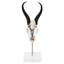 Colbee Springbok with Horns with Geode Mounted Bust