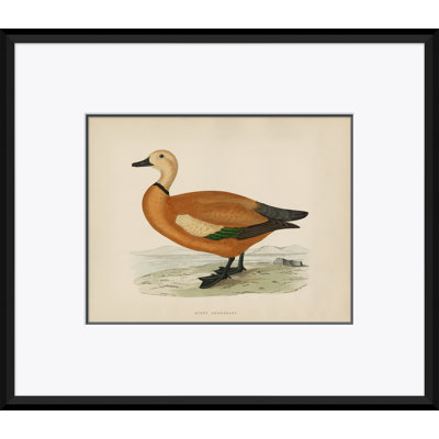 «Duck Series: Ruddy Shieldrake» par Paul Cezanne - cadre photo, impression sur papier