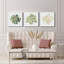 «Succulent Cameo VI», ensemble de 3 toiles tendues-576504332