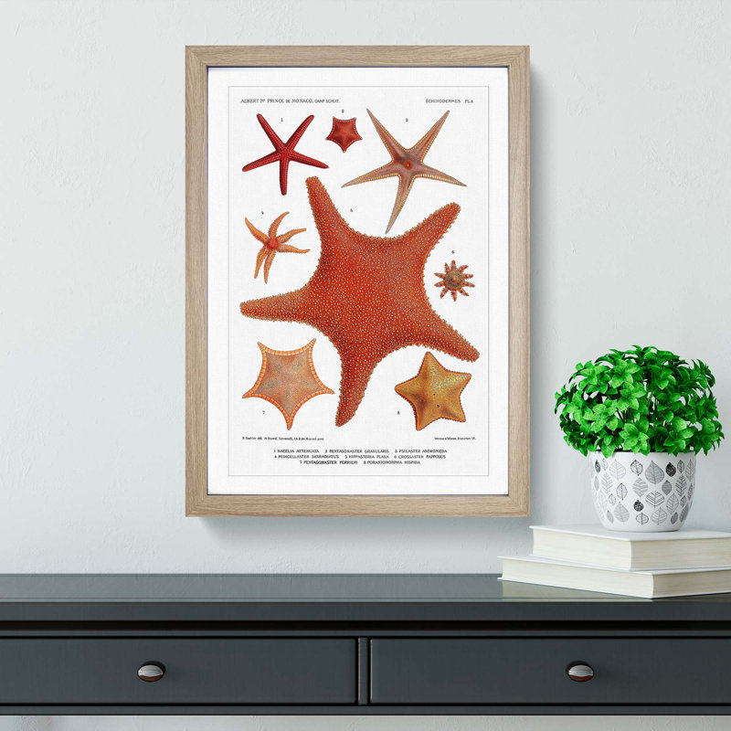 Assortment Of Starfish by Albert I - Single Picture Frame Painting, Oak, 63cm H x 45cm W x 2cm D