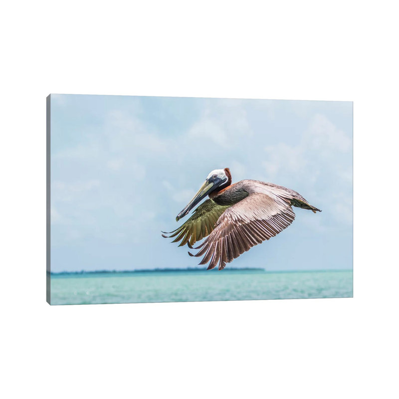 Belize, Ambergris Caye. Adult Brown Pelican Flies Over The Caribbean Sea by Elizabeth Boehm - Wrapped Canvas Print