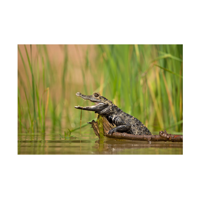Art sur toile crocodile nain Milan Zygmunt, H 12 po x l 19 po