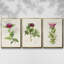 «Pretty Pink Botanicals II», ensemble de 3 toiles encadrées-97710929-97710933