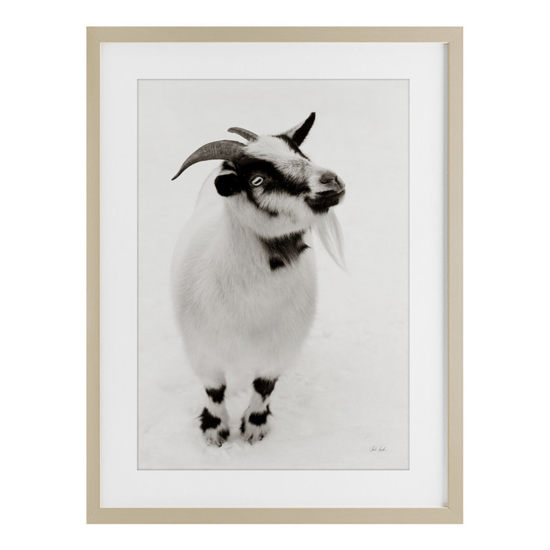 «White Little Goat», reproduction sous verre encadrée par Deborah Revell, H 23 po x l 17 po, Cadre de récolte en pin
