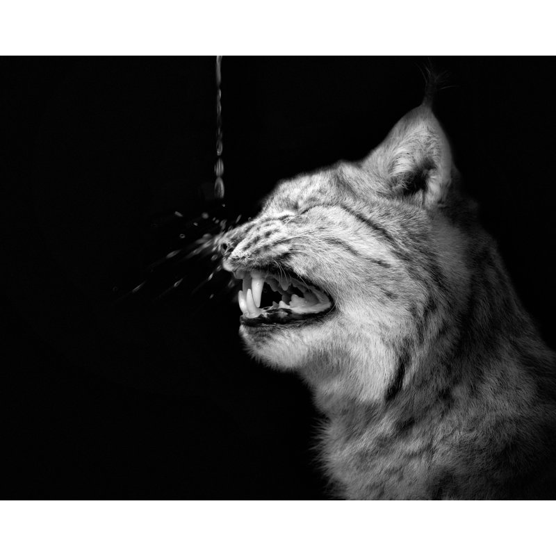 Wrapped Canvas Print, 76.2cm H x 50.8cm W