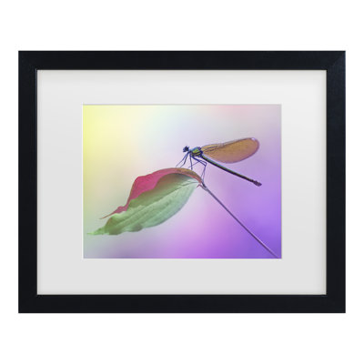 Bolog Fabrizio Daminelli Calopteryx Splendens Matted Framed Art
