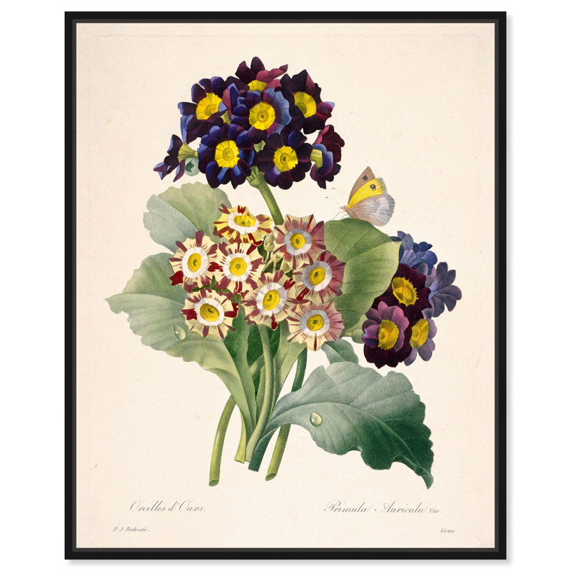 Toile Auricula Variétés par Art Remedy, Noir, H 21 po x l 17 po, Cadre flottant