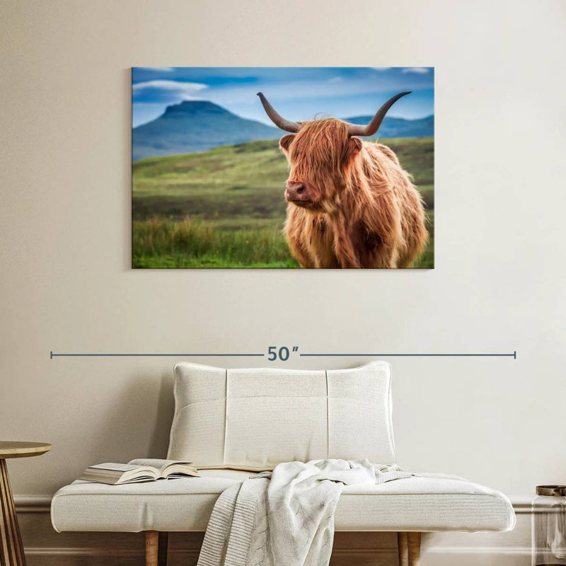 Vache Highland Brampt, H 26 po x l 39 po