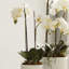 Conservatory Orchid Drop-In-1554782239