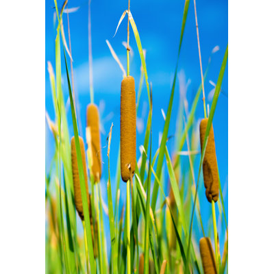 Metodio Bulrush - photographie sur toile tendue