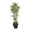 Haut bambou Panama en urne 72 po-1049634565