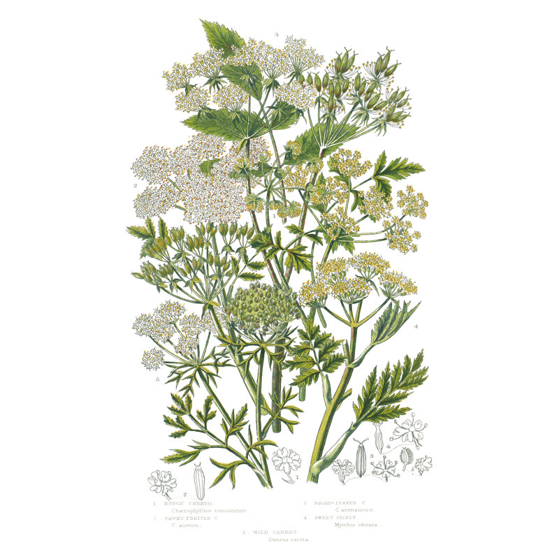 Plantes à fleurs III, H 32 po x l 48 po