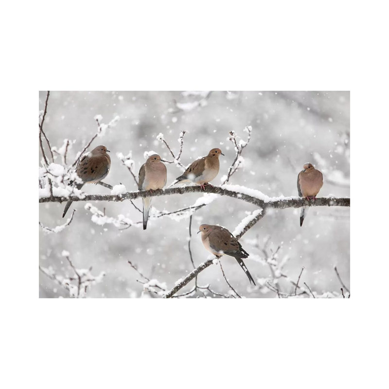 Mourning Dove Group In Winter, Nova Scotia, Canada II by Scott Leslie - Wrapped Canvas Print, 20.32 cm H x 30.48 cm W