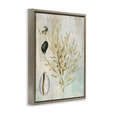 Coral Branch & Cowrie Shells Floating Frame, design by Susan Arnot