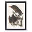 Turkey Buzzard by John James Audubon - Framed Print-55614835-55614836
