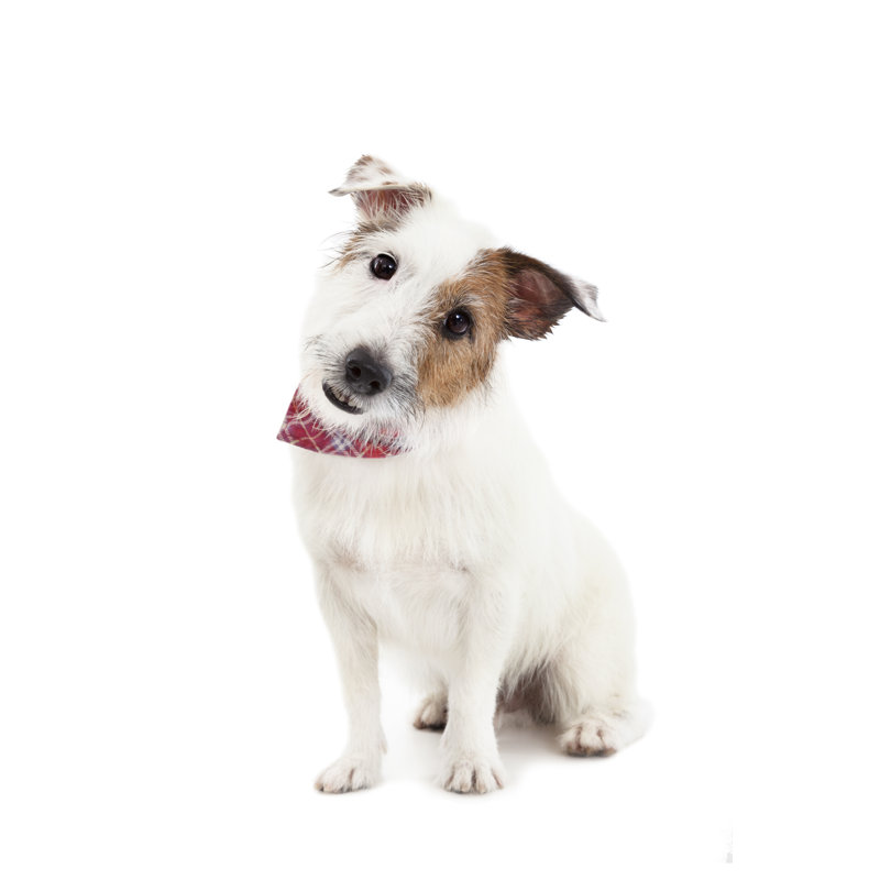 Vicktoria Jack Russel Terrier, H 30 po x l 20 po x P 1,25 po
