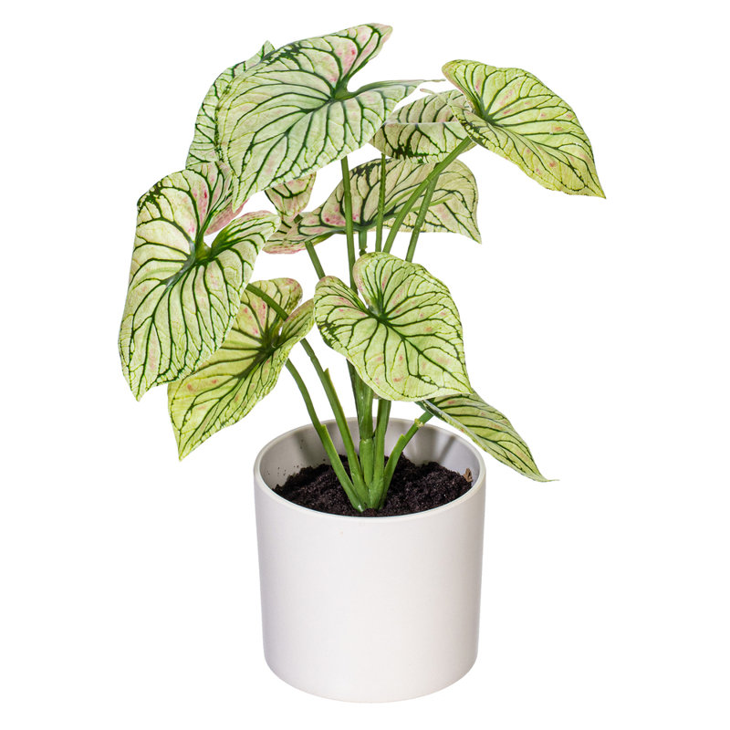 11.5 Plante, Vert clair