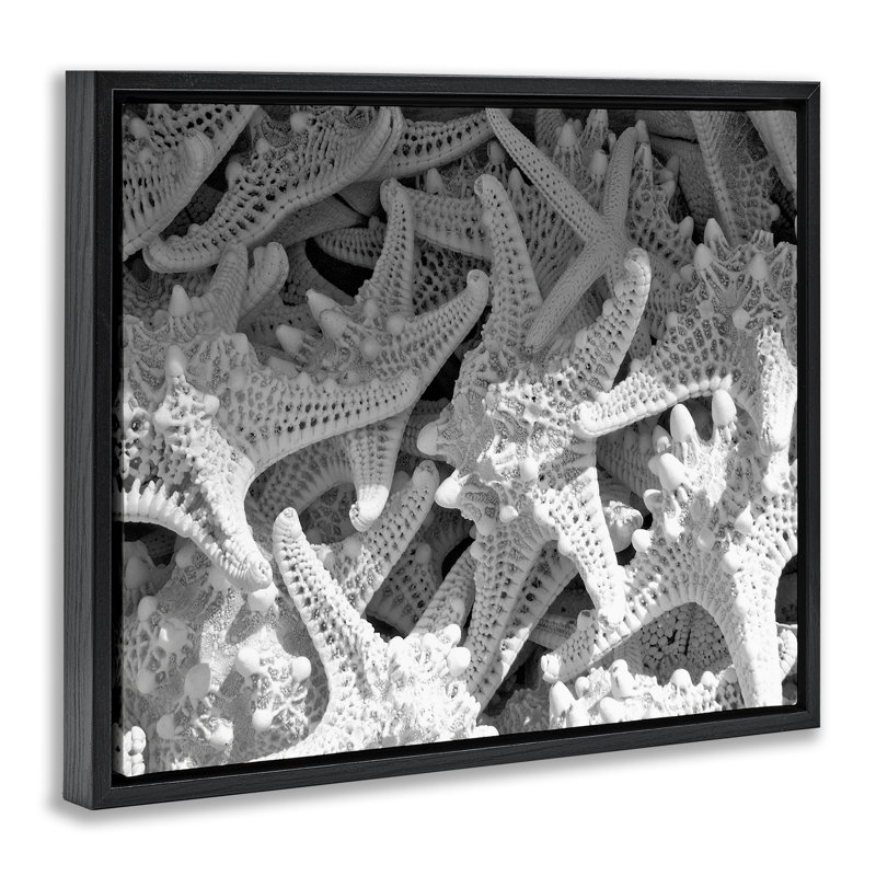 «Nautical Starfish Pile» par Jairo Rodriguez, Cadre flottant noir de jais, H 17 po x l 21 po
