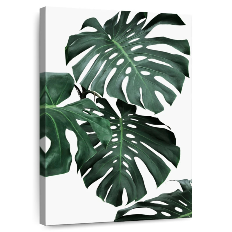 Harnek Lush Monstera II, H 12 po x l 8 po