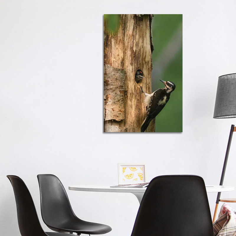 USA, WA. Female Hairy Woodpecker (Picoides Villosus) at Nest Chick in Western Washington. 1 Piece Wrapped Canvas Wall Art