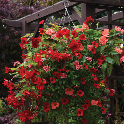 Dunrobin Hanging Basket (x2)