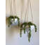 Hampson Ceramic Hanging Planter