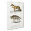 Golden Jackal & Striped Hyena by Charles D' Orbigny - Wrapped Canvas Painting-55365972