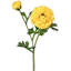 Ranunculus Clooney 19 po Just Cut -1336727397