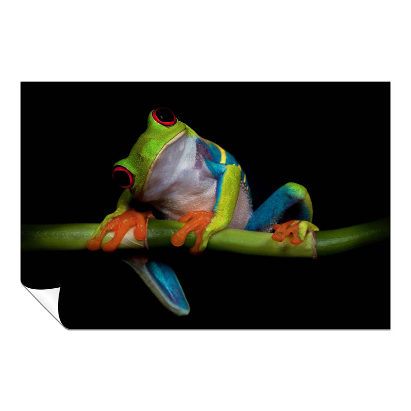 Colourful Red-Eyed Frog Portrait Nature - No Frame Print, 31cm H x 20cm W
