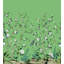 Amarveer Floral Wallpaper-300214999