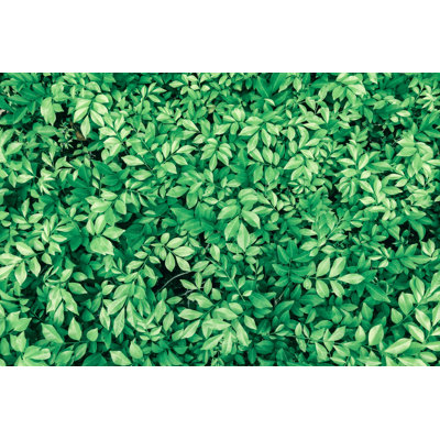 Green Leaf Backgrounds - Wrapped Canvas Print