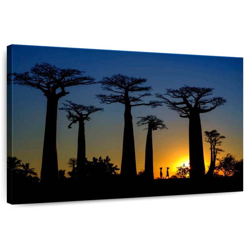 Baobab sombre, H 8 po x l 12 po