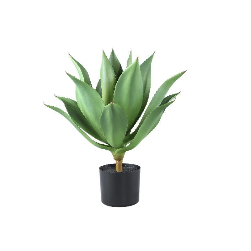 Agave 56cm Plant
