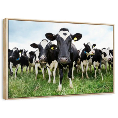 Holstein Cows