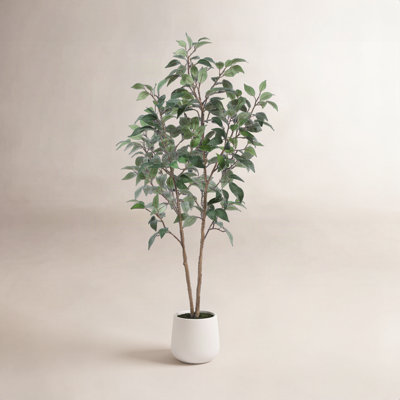 Agostino Ficus Tree in Pot