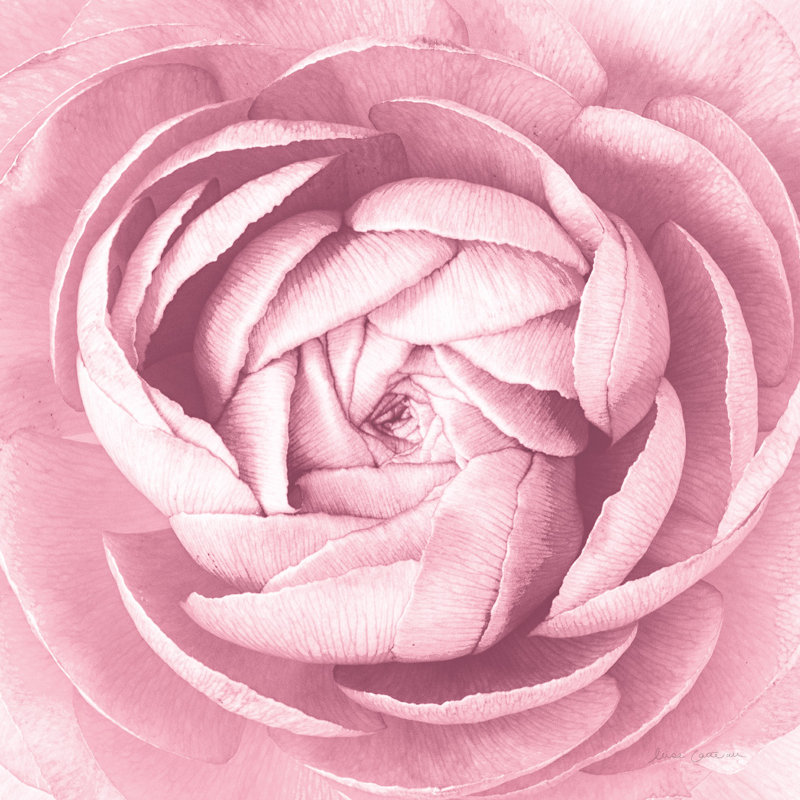 «Pale Pink Ranunculus Crop», photographie sur toile tendue, H 12 po x l 12 po