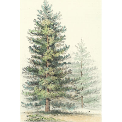 Majestic Pine I - Wrapped Canvas Print